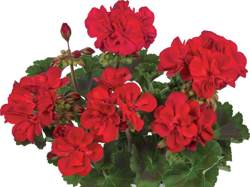 GERANIUM DROIT ZONAL EN POT de 10,5 – Image 6