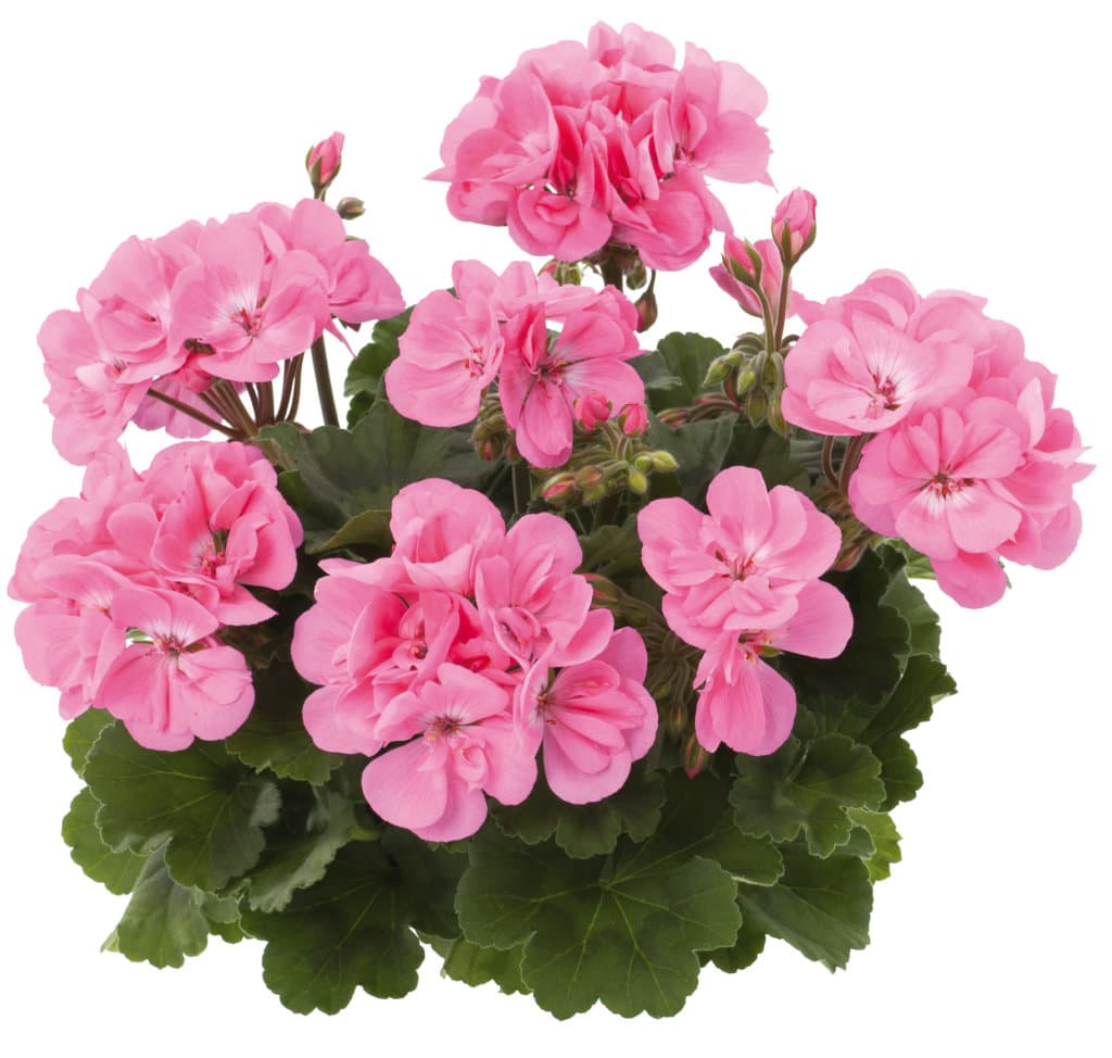 GERANIUM DROIT ZONAL EN POT de 10,5 – Image 5