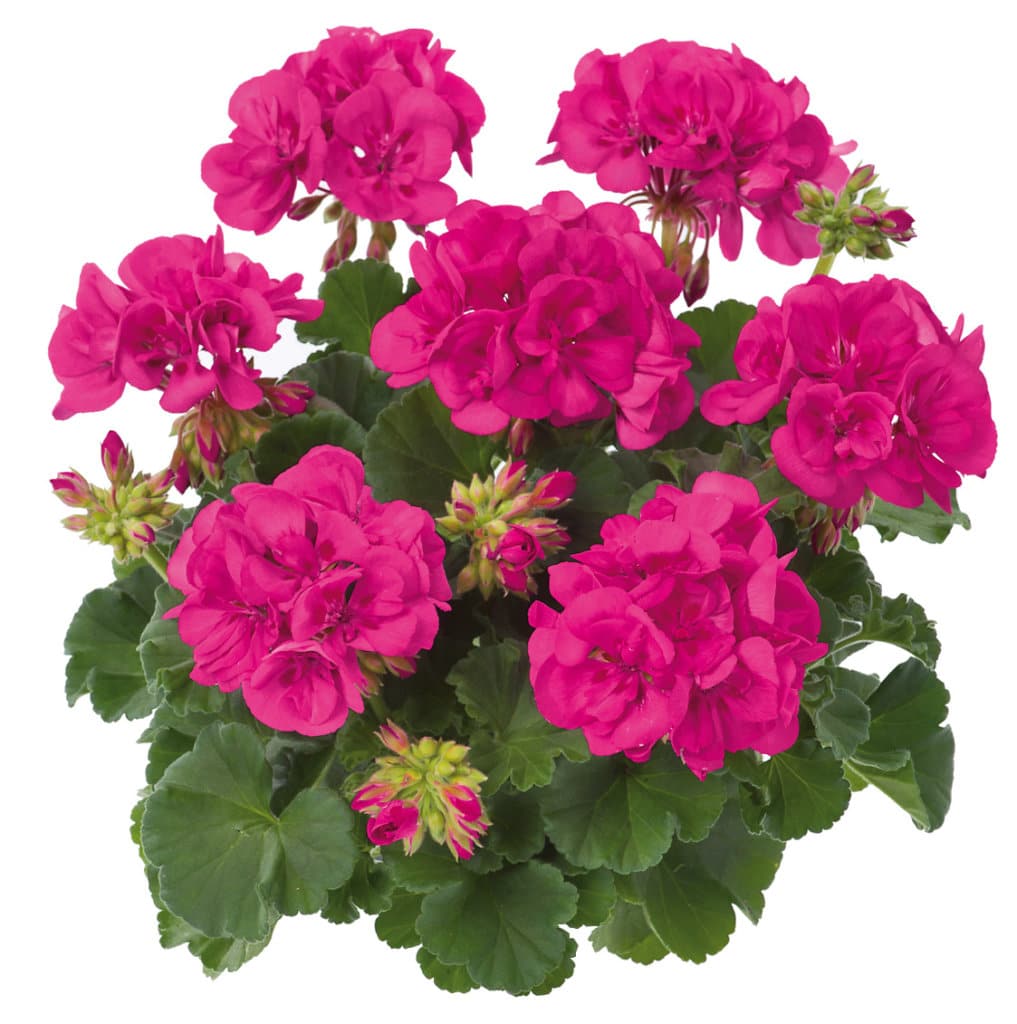 GERANIUM DROIT ZONAL EN POT de 10,5 – Image 4