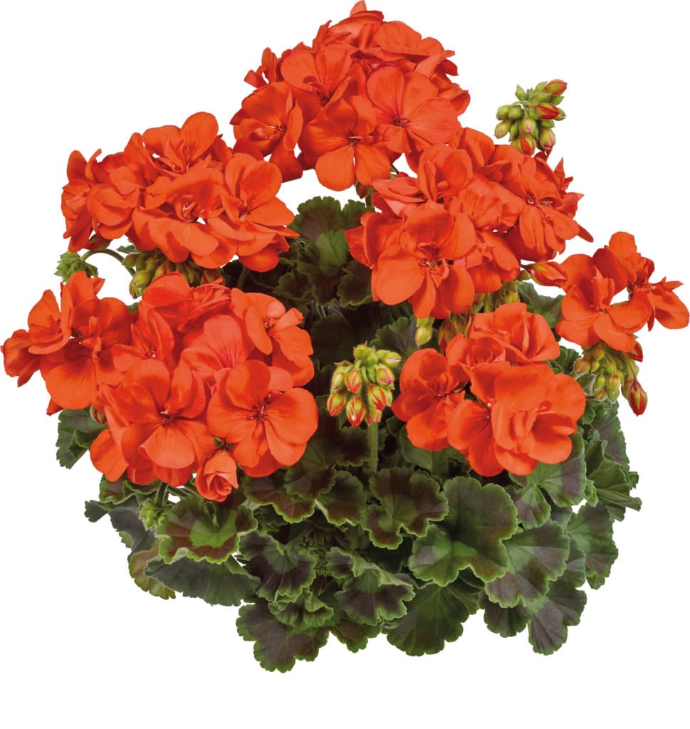 GERANIUM DROIT ZONAL EN POT de 10,5 – Image 3