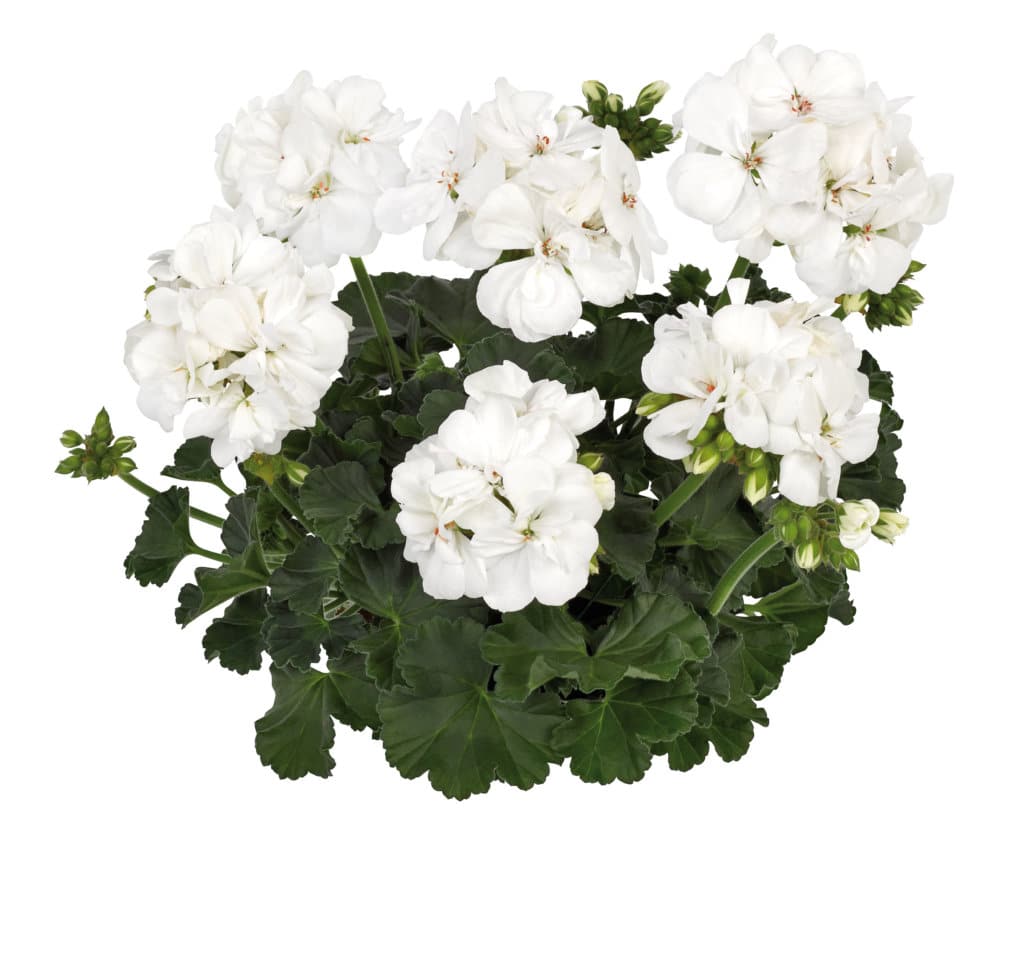 GERANIUM DROIT ZONAL EN POT DE 3 L – Image 2